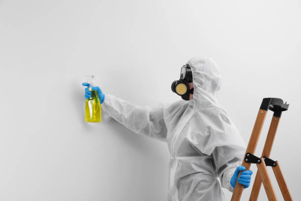 Best Mold Damage Restoration  in USA